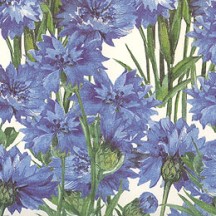 Blue Daisies Floral Print Italian Paper ~ Tassotti